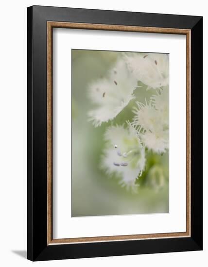 Fringed Phacelia, Great Smoky Mountains National Park, Tennessee-Adam Jones-Framed Photographic Print