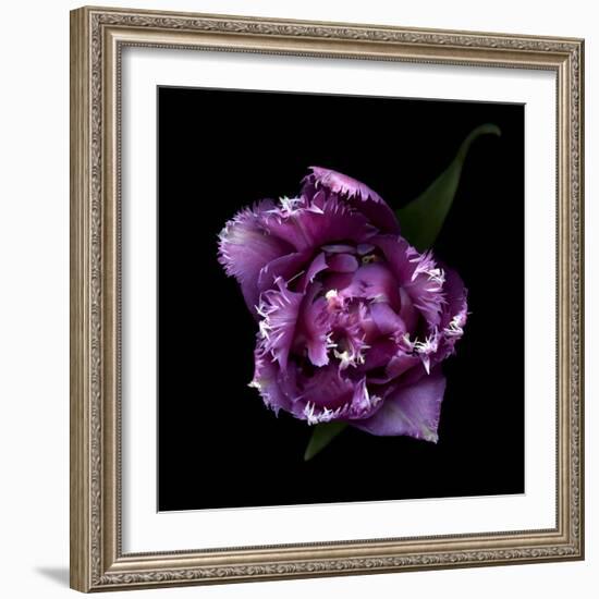 Fringed Pink Tulip-Magda Indigo-Framed Photographic Print