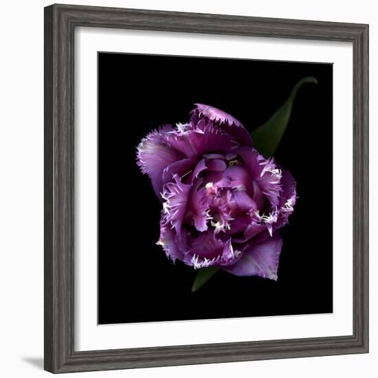 Fringed Pink Tulip-Magda Indigo-Framed Photographic Print