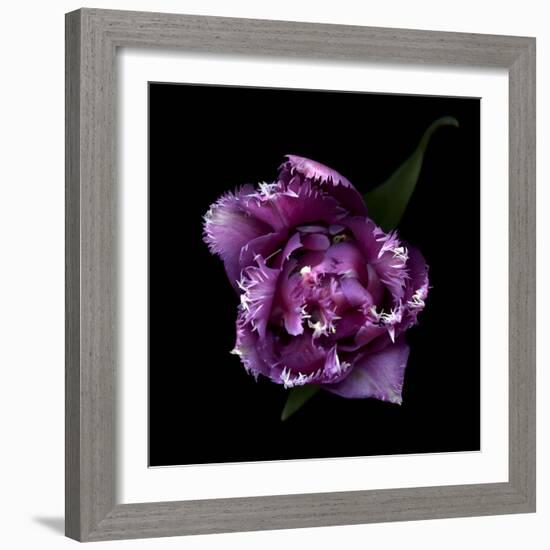 Fringed Pink Tulip-Magda Indigo-Framed Photographic Print