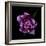 Fringed Pink Tulip-Magda Indigo-Framed Photographic Print