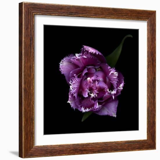 Fringed Pink Tulip-Magda Indigo-Framed Photographic Print