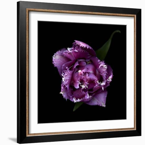 Fringed Pink Tulip-Magda Indigo-Framed Photographic Print