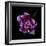 Fringed Pink Tulip-Magda Indigo-Framed Photographic Print