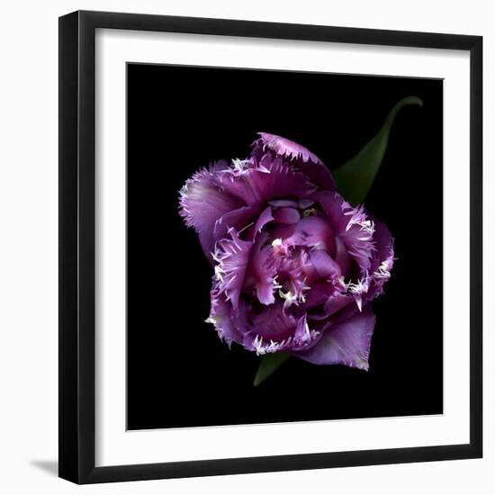 Fringed Pink Tulip-Magda Indigo-Framed Photographic Print