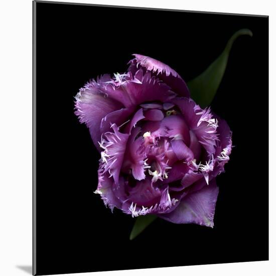 Fringed Pink Tulip-Magda Indigo-Mounted Photographic Print