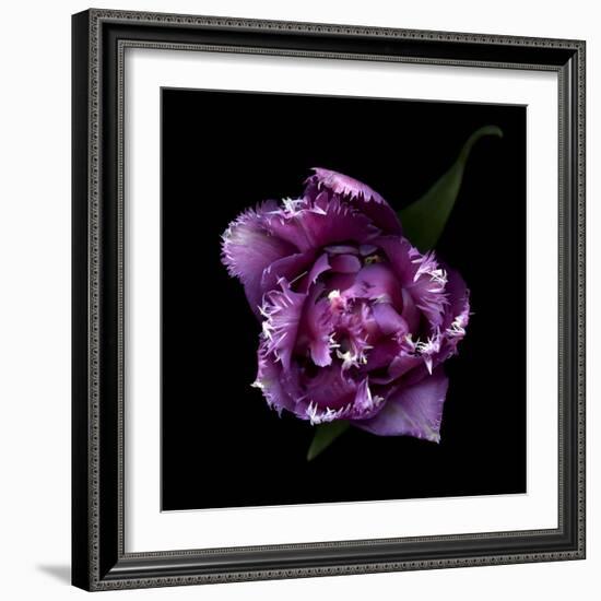 Fringed Pink Tulip-Magda Indigo-Framed Photographic Print