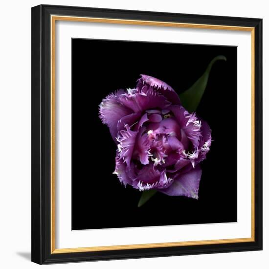 Fringed Pink Tulip-Magda Indigo-Framed Photographic Print