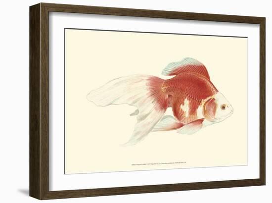 Fringetail Goldfish-S^ Matsubara-Framed Art Print