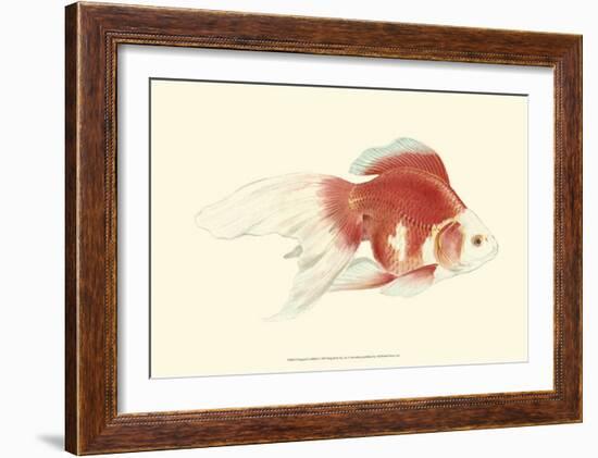 Fringetail Goldfish-S^ Matsubara-Framed Art Print