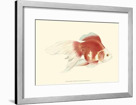 Fringetail Goldfish-S^ Matsubara-Framed Art Print