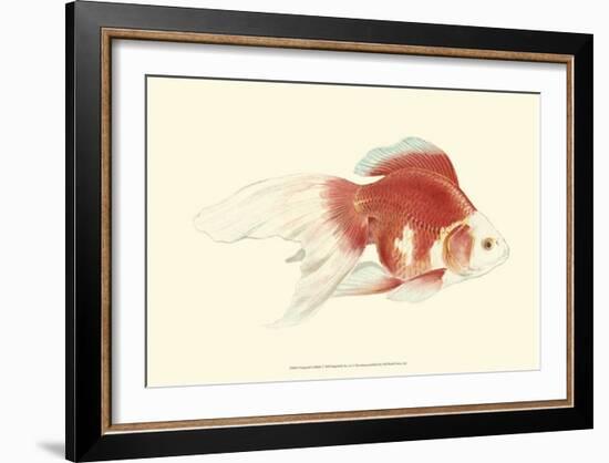 Fringetail Goldfish-S^ Matsubara-Framed Art Print