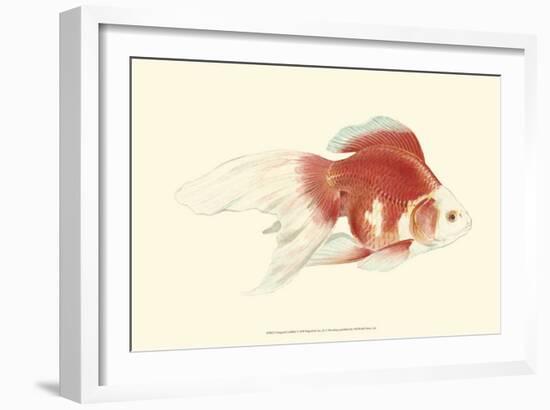 Fringetail Goldfish-S^ Matsubara-Framed Art Print