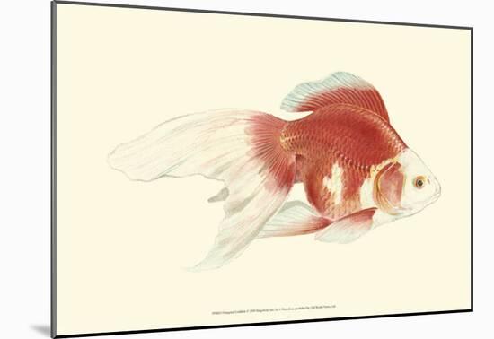 Fringetail Goldfish-S^ Matsubara-Mounted Art Print