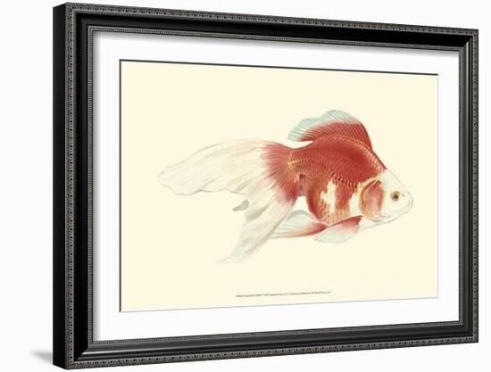 Fringetail Goldfish-S^ Matsubara-Framed Art Print