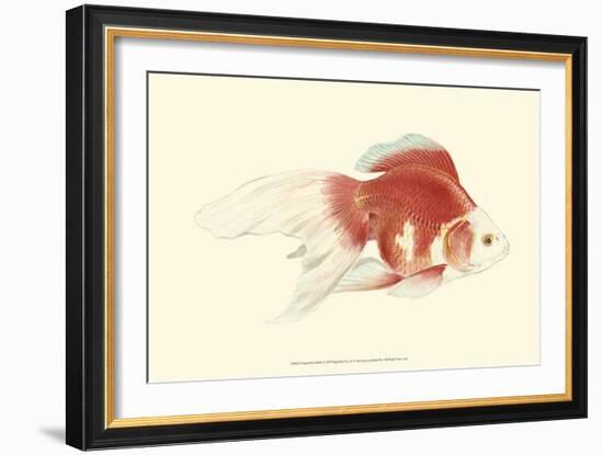 Fringetail Goldfish-S^ Matsubara-Framed Art Print