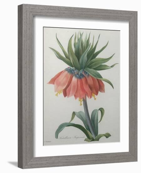 Fritillaire - Imperial Crown Flower-Pierre-Joseph Redoute-Framed Art Print