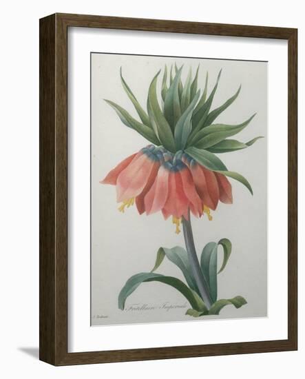 Fritillaire - Imperial Crown Flower-Pierre-Joseph Redoute-Framed Art Print