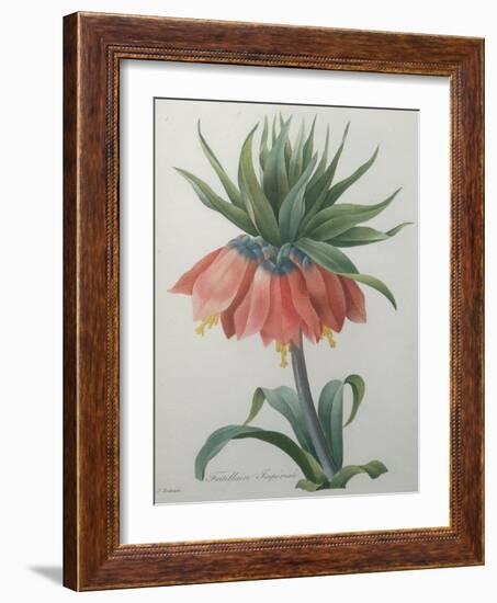 Fritillaire - Imperial Crown Flower-Pierre-Joseph Redoute-Framed Art Print