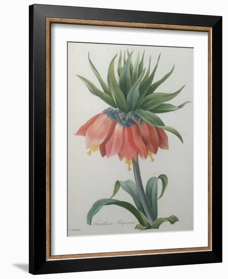 Fritillaire - Imperial Crown Flower-Pierre-Joseph Redoute-Framed Art Print