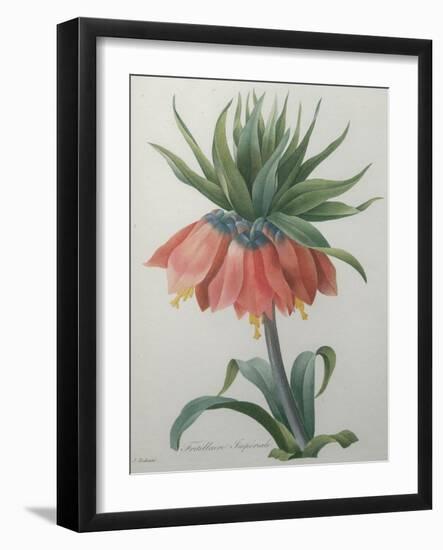 Fritillaire - Imperial Crown Flower-Pierre-Joseph Redoute-Framed Art Print