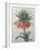 Fritillaire - Imperial Crown Flower-Pierre-Joseph Redoute-Framed Art Print