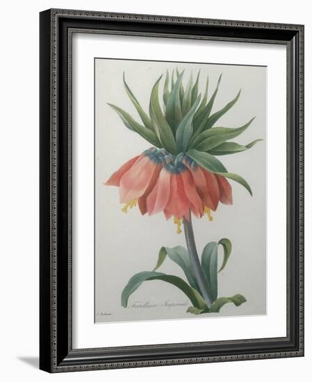 Fritillaire - Imperial Crown Flower-Pierre-Joseph Redoute-Framed Art Print