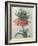 Fritillaire - Imperial Crown Flower-Pierre-Joseph Redoute-Framed Art Print