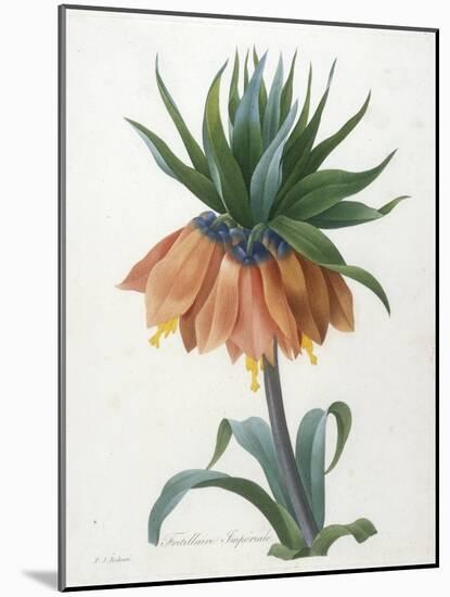 Fritillaire Imperiale, from Choix Des Plus Belle Fleurs Et Des Plus Beaux Fruits, 1827-Pierre Joseph Redoute-Mounted Giclee Print