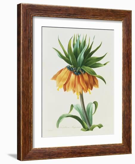 Fritillaire Imperiale-Pierre-Joseph Redouté-Framed Giclee Print