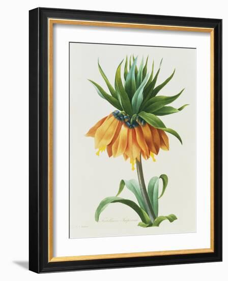 Fritillaire Imperiale-Pierre-Joseph Redouté-Framed Giclee Print