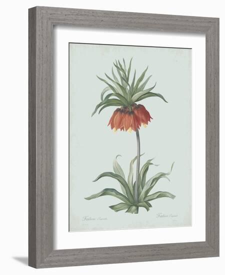 Fritillaria Imperialis - Celadon-Pierre Joseph Redoute-Framed Giclee Print