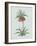 Fritillaria Imperialis - Celadon-Pierre Joseph Redoute-Framed Giclee Print