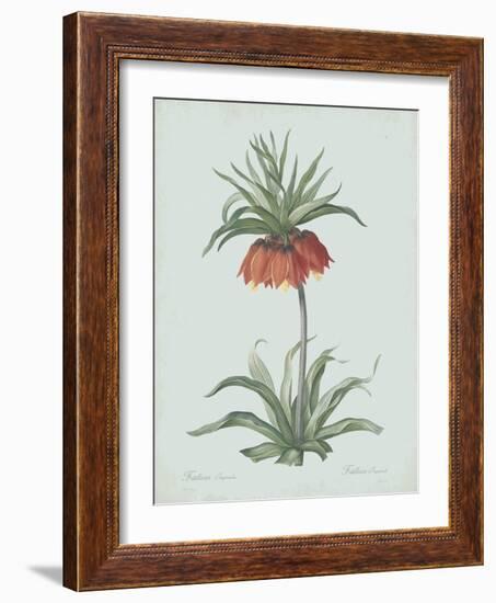 Fritillaria Imperialis - Celadon-Pierre Joseph Redoute-Framed Giclee Print