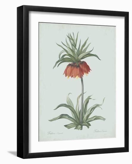 Fritillaria Imperialis - Celadon-Pierre Joseph Redoute-Framed Giclee Print