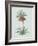 Fritillaria Imperialis - Celadon-Pierre Joseph Redoute-Framed Giclee Print