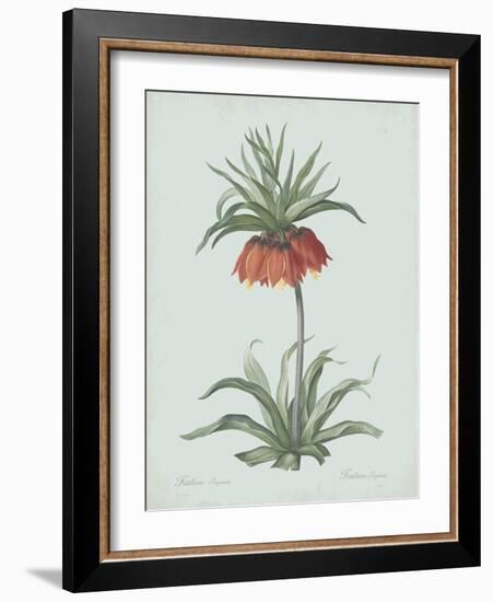 Fritillaria Imperialis - Celadon-Pierre Joseph Redoute-Framed Giclee Print