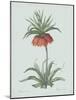 Fritillaria Imperialis - Celadon-Pierre Joseph Redoute-Mounted Giclee Print