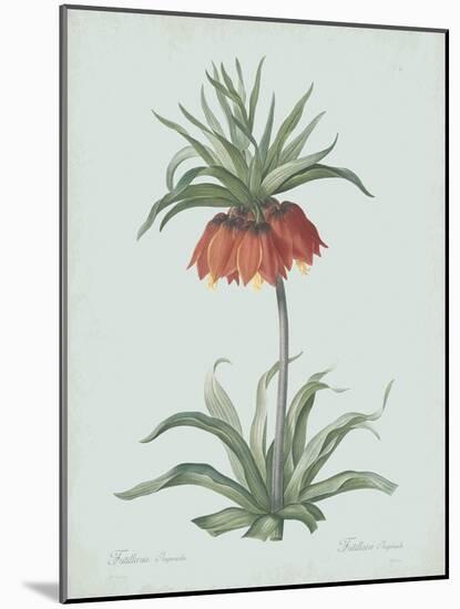 Fritillaria Imperialis - Celadon-Pierre Joseph Redoute-Mounted Giclee Print