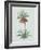 Fritillaria Imperialis - Celadon-Pierre Joseph Redoute-Framed Giclee Print