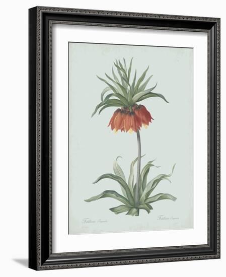 Fritillaria Imperialis - Celadon-Pierre Joseph Redoute-Framed Giclee Print