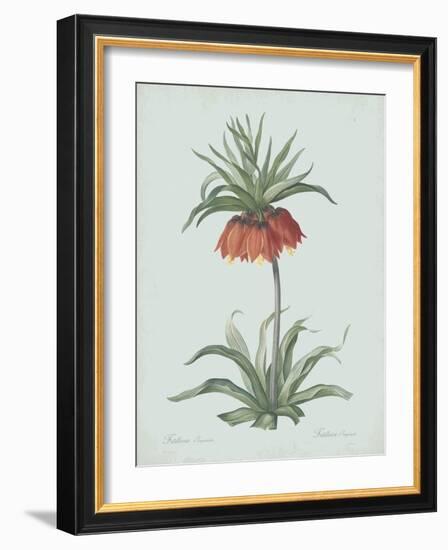 Fritillaria Imperialis - Celadon-Pierre Joseph Redoute-Framed Giclee Print