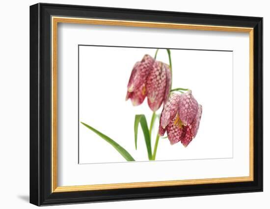 Fritillaria Meleagris-lijuan-Framed Photographic Print