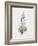 Fritillaria Persica-Pierre Joseph Redoute-Framed Giclee Print