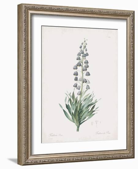 Fritillaria Persica-Pierre Joseph Redoute-Framed Giclee Print