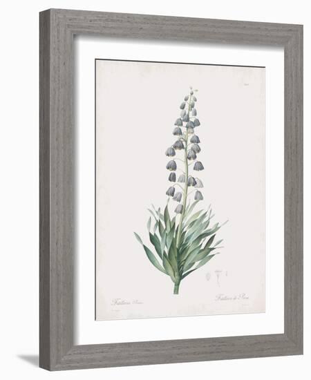 Fritillaria Persica-Pierre Joseph Redoute-Framed Giclee Print