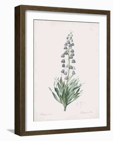 Fritillaria Persica-Pierre Joseph Redoute-Framed Giclee Print