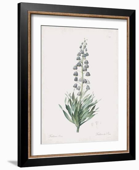 Fritillaria Persica-Pierre Joseph Redoute-Framed Giclee Print