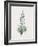 Fritillaria Persica-Pierre Joseph Redoute-Framed Giclee Print