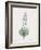 Fritillaria Persica-Pierre Joseph Redoute-Framed Giclee Print